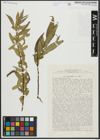 Foto von Salix alba L. x Salix fragilis L.